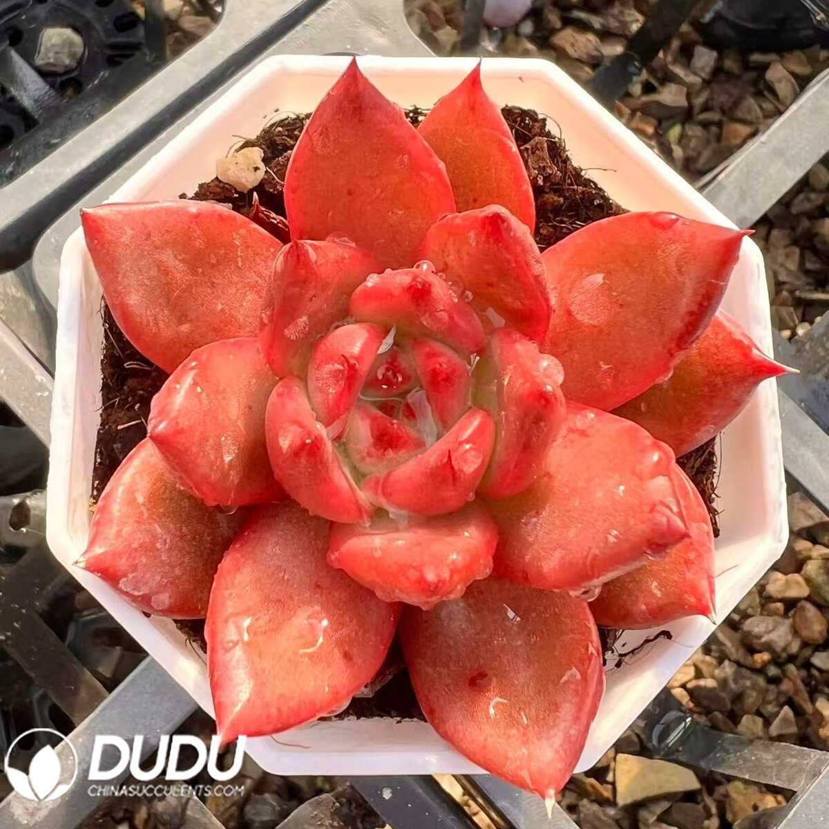 e201-78.jpg Echeveria Ritz - 画像 (1)