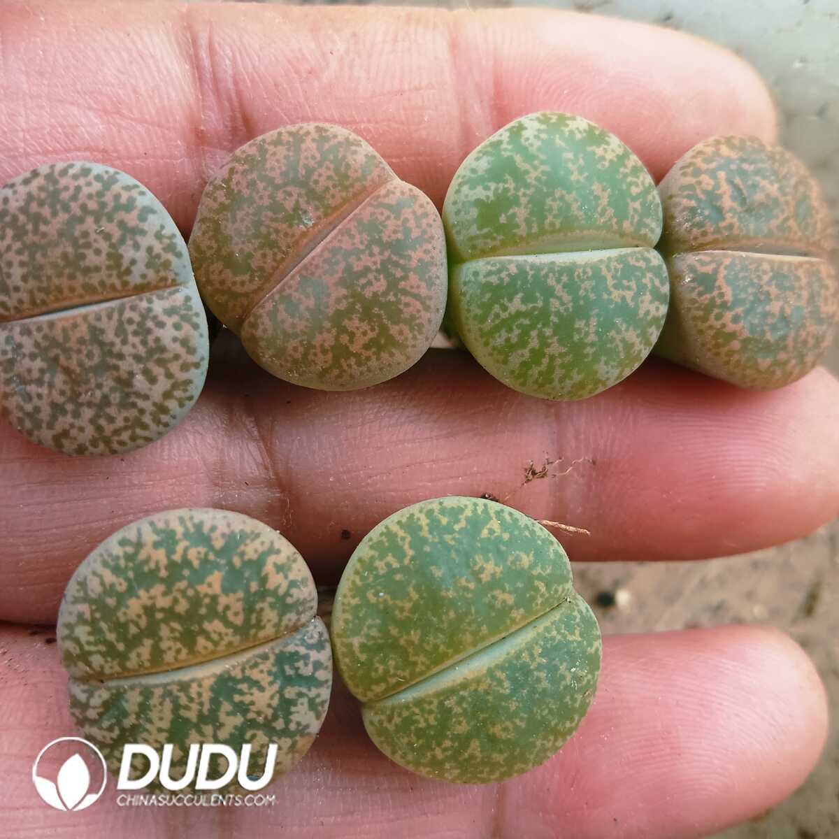 e201-79-1.jpg Lithops Lesliei - 画像 (1)