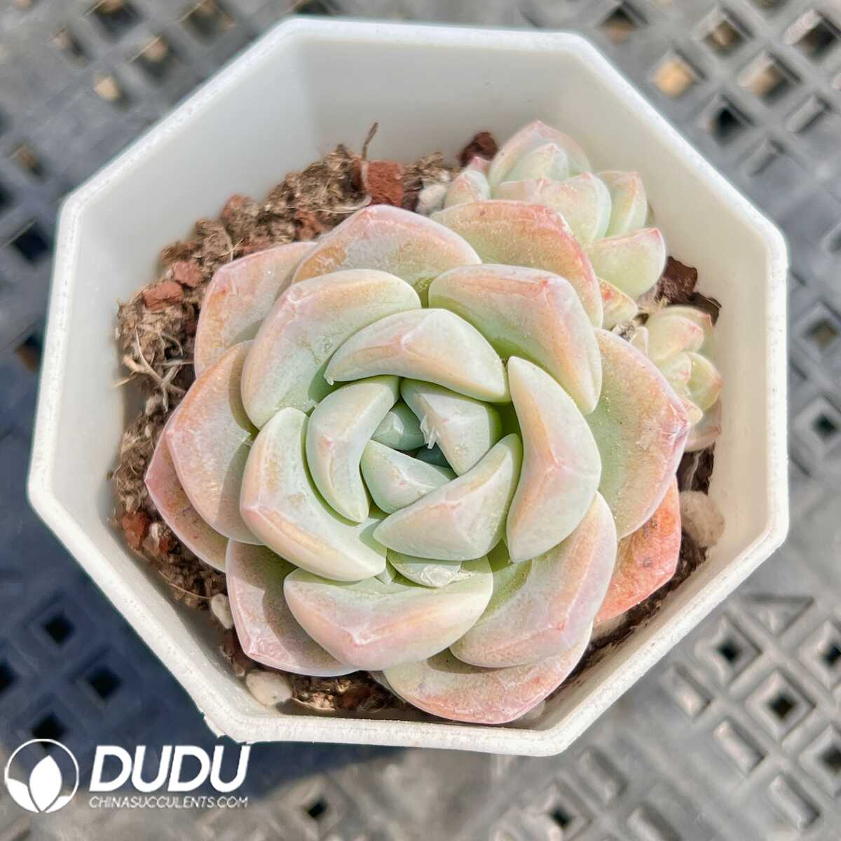 e201-8.jpg Echeveria Green olives - 画像 (1)