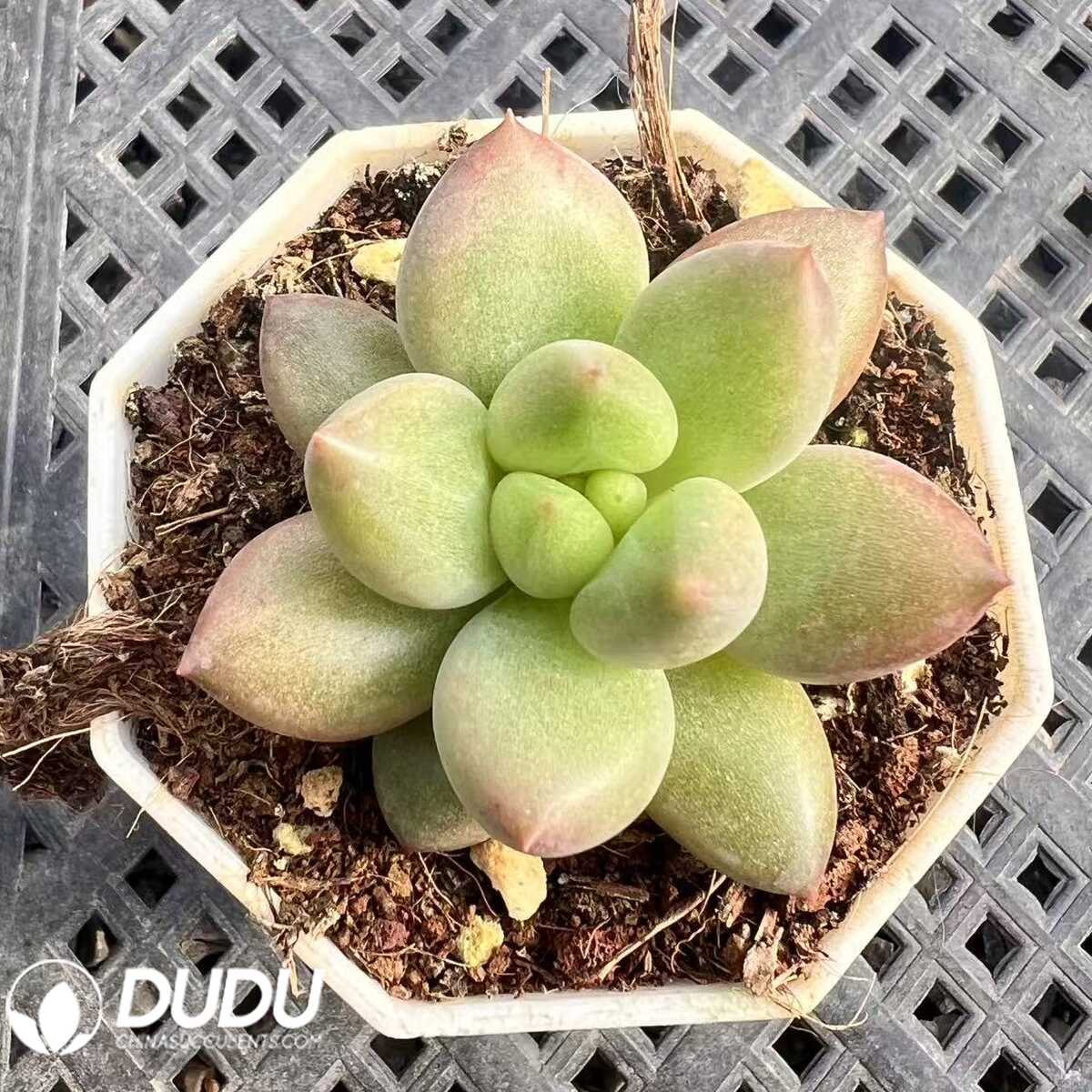 e201-80-1.jpg Pachyphytum Orange Miracle - 画像 (1)