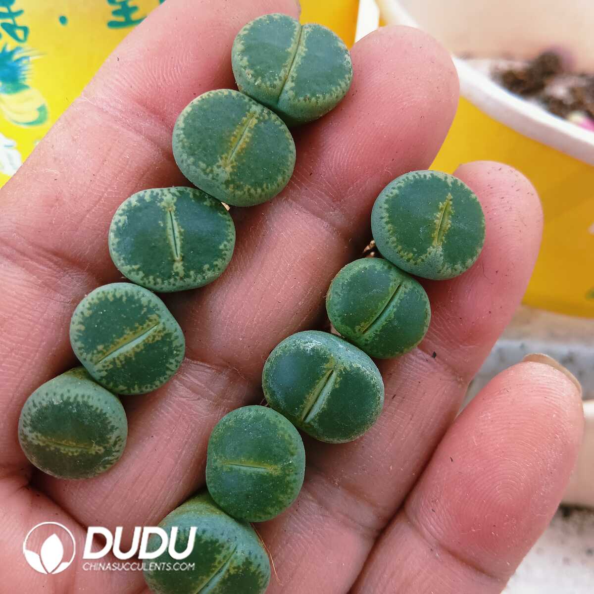 e201-80.jpg Lithops Emerald - 画像 (1)