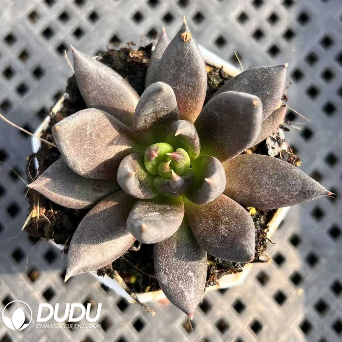 e201-81-1.jpg Echeveria Dark Loli - 画像 (1)