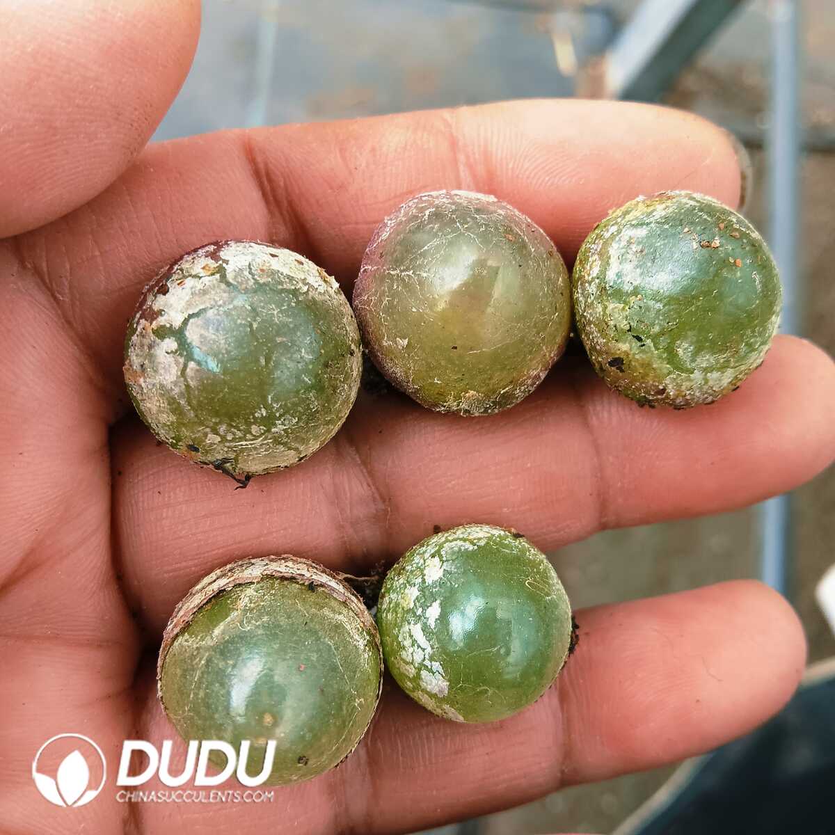 e201-81.jpg Emerald Rhopalophylla - 画像 (1)