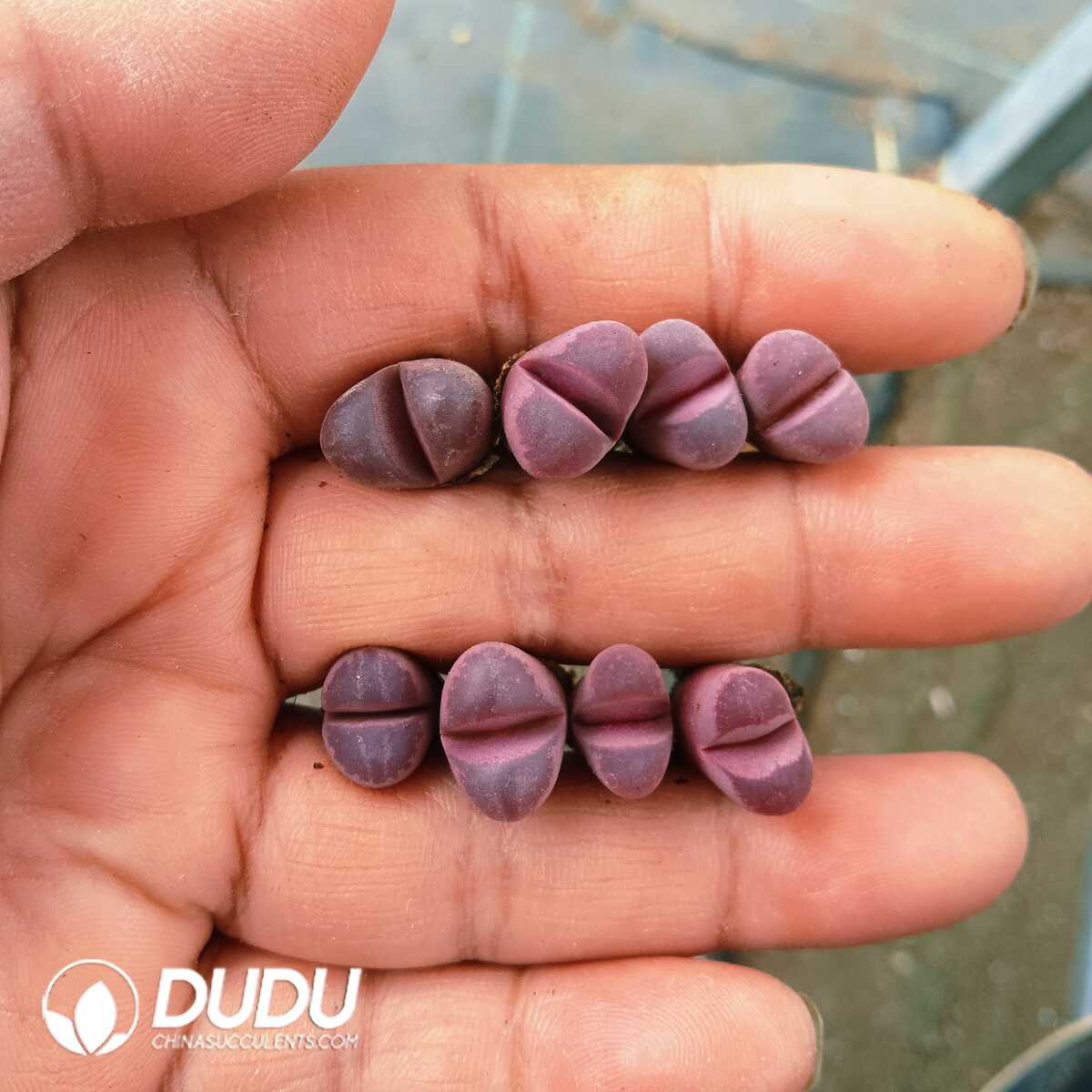 e201-82-1.jpg Lithops optica Rubra - 画像 (1)