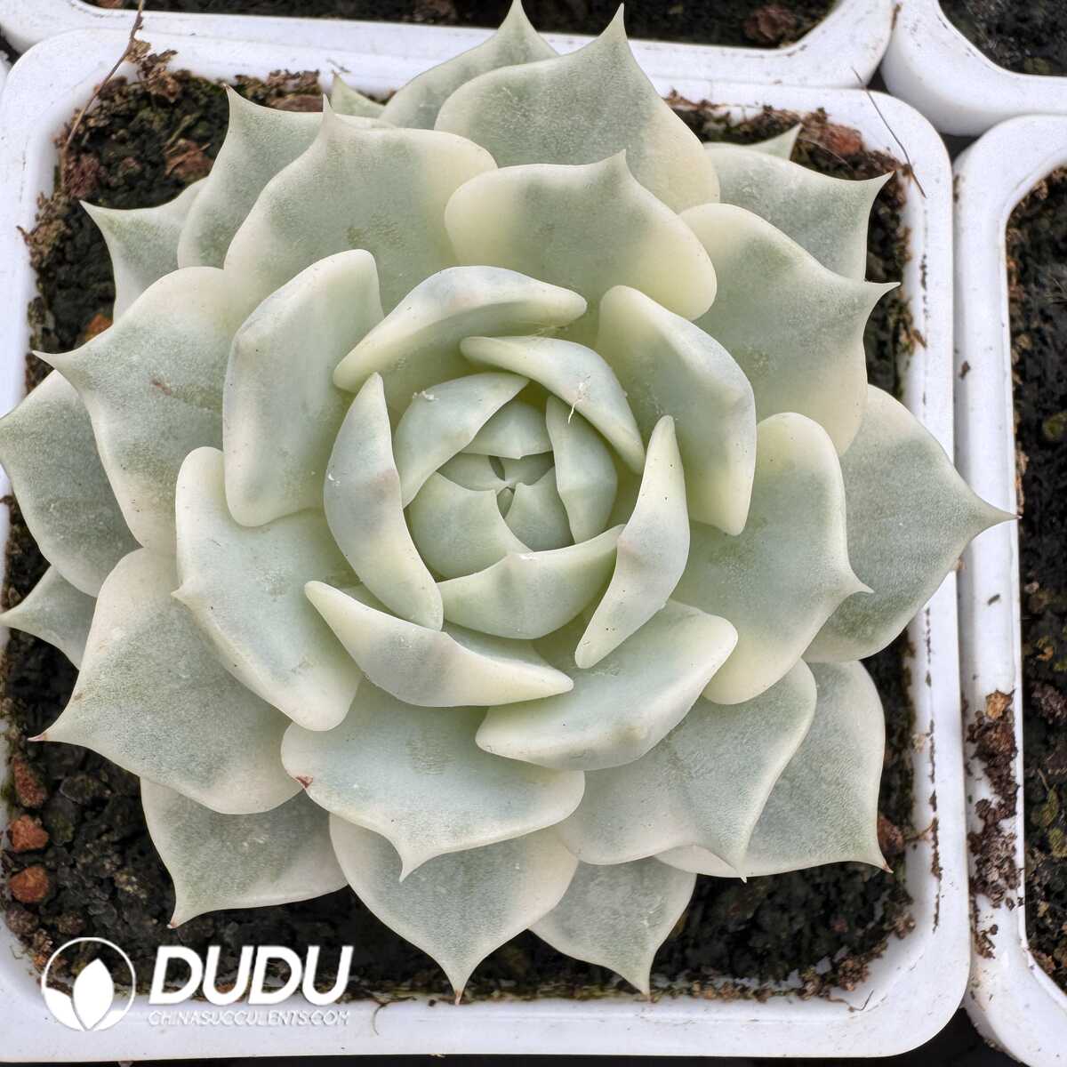 e201-820.jpg Echeveria Lola variegated - 画像 (1)
