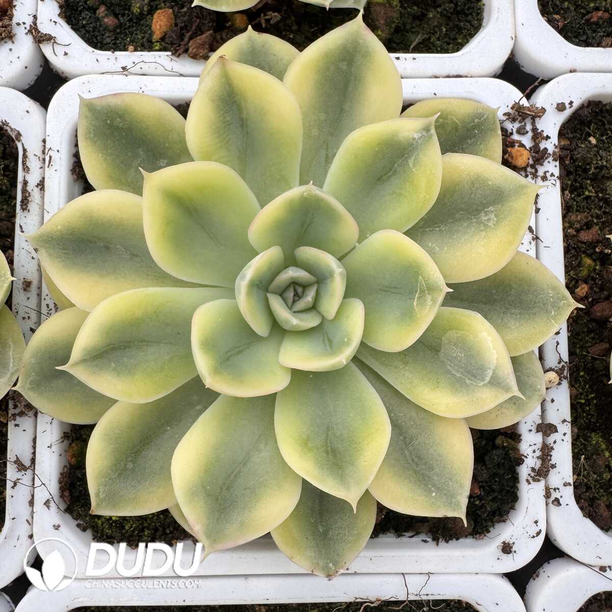 e201-829.jpg Echeveria Matcha Bodhi Variegated - 画像 (1)
