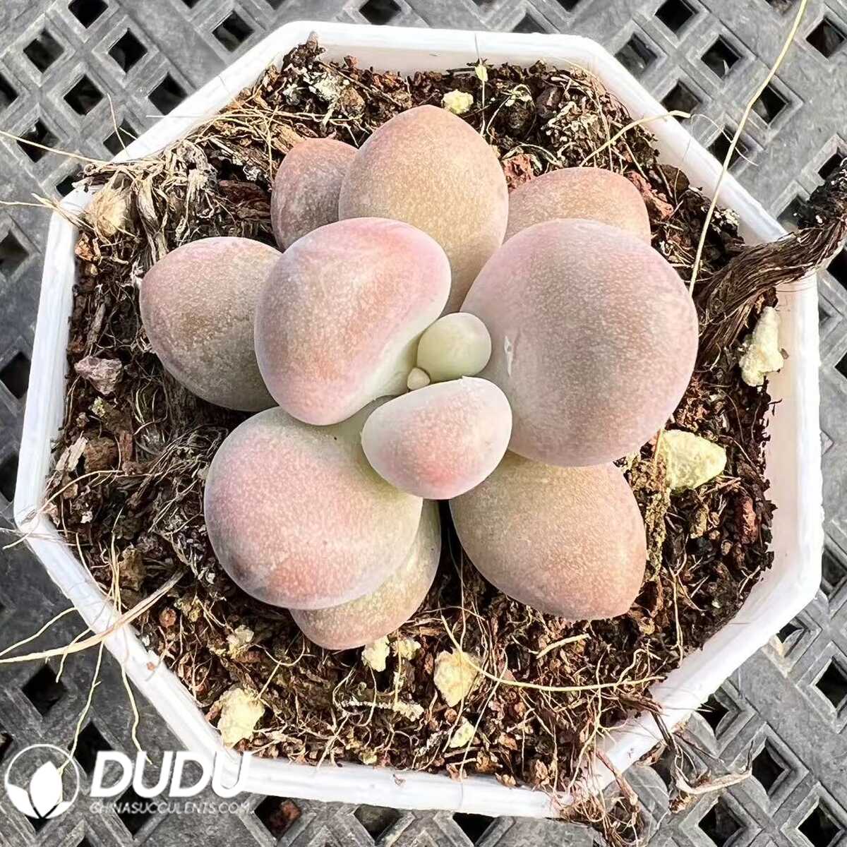 e201-83-1.jpg Graptopetalum Honey Dolly - 画像 (1)