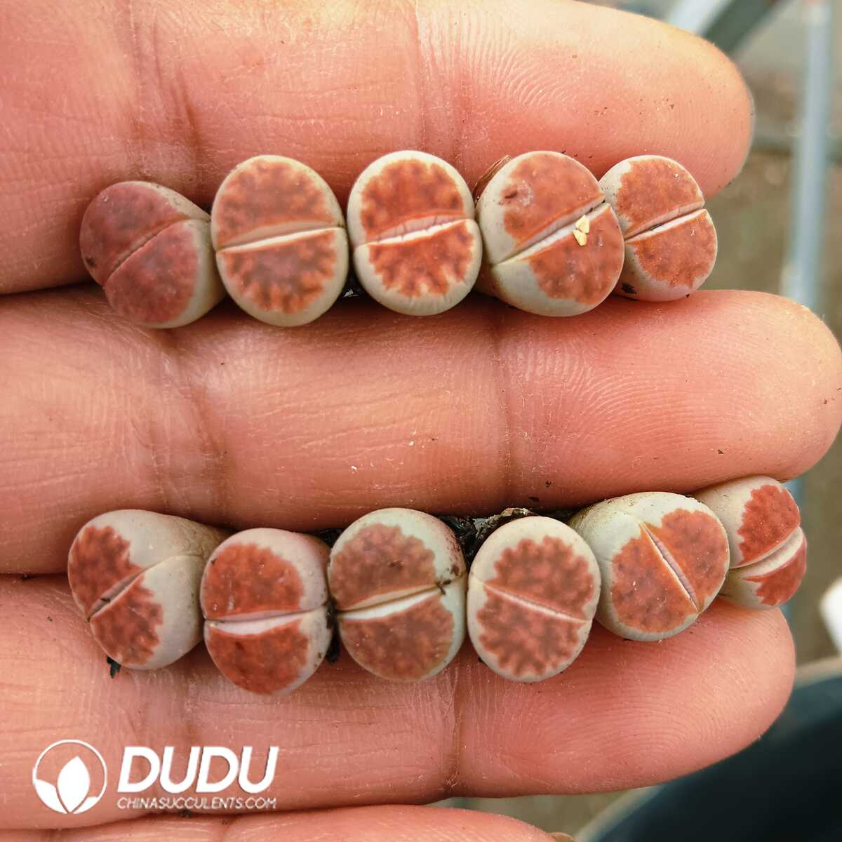 e201-83-2.jpg Lithops Kosogyoku - 画像 (1)