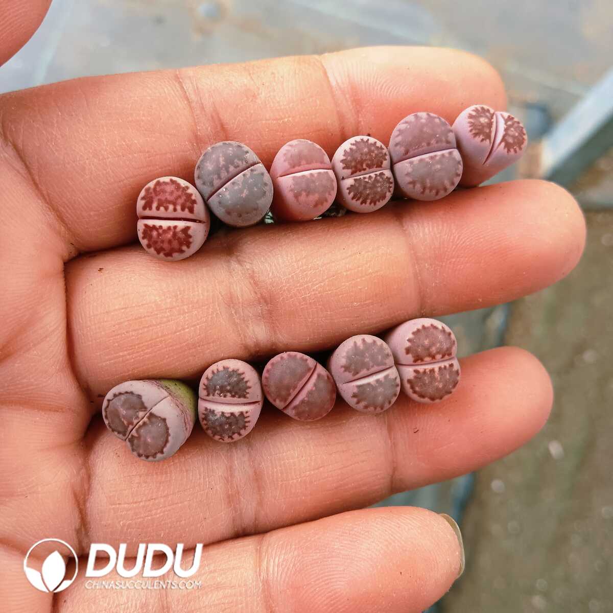 e201-84-1.jpg Lithops Salicola Bacchus - 画像 (1)