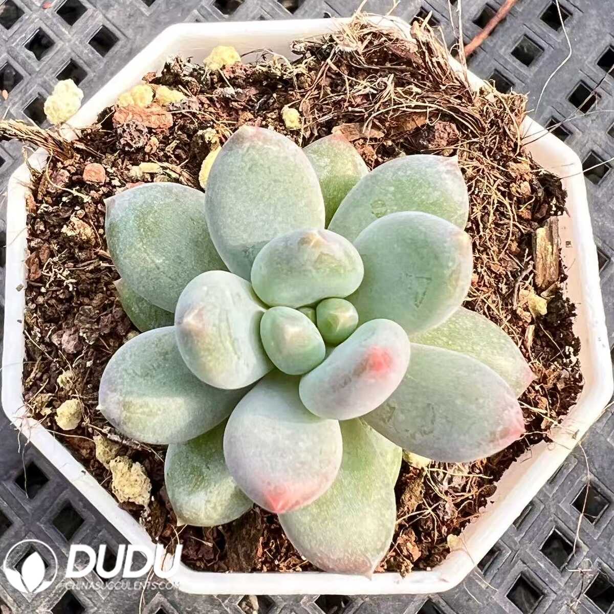 e201-85-1.jpg Pachyphytum Star Moon Bodhi - 画像 (1)