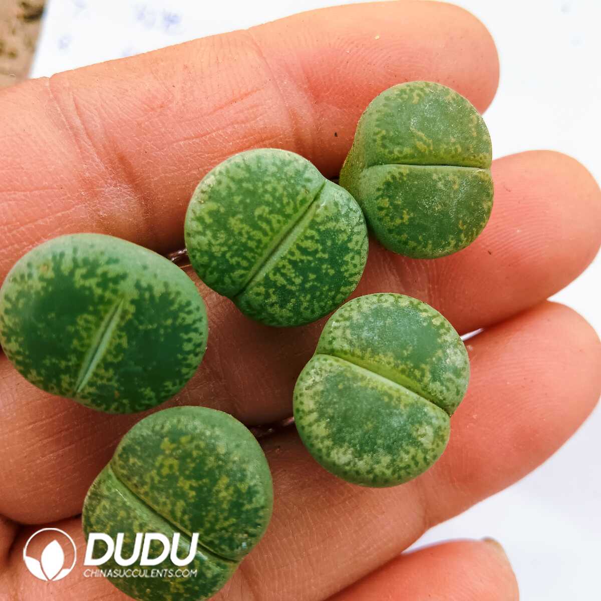 e201-85.jpg Lithops Green Lesliei - 画像 (1)