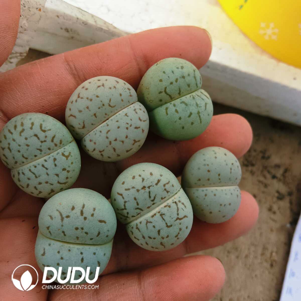 e201-86-1.jpg Lithops Vanzylii - 画像 (1)