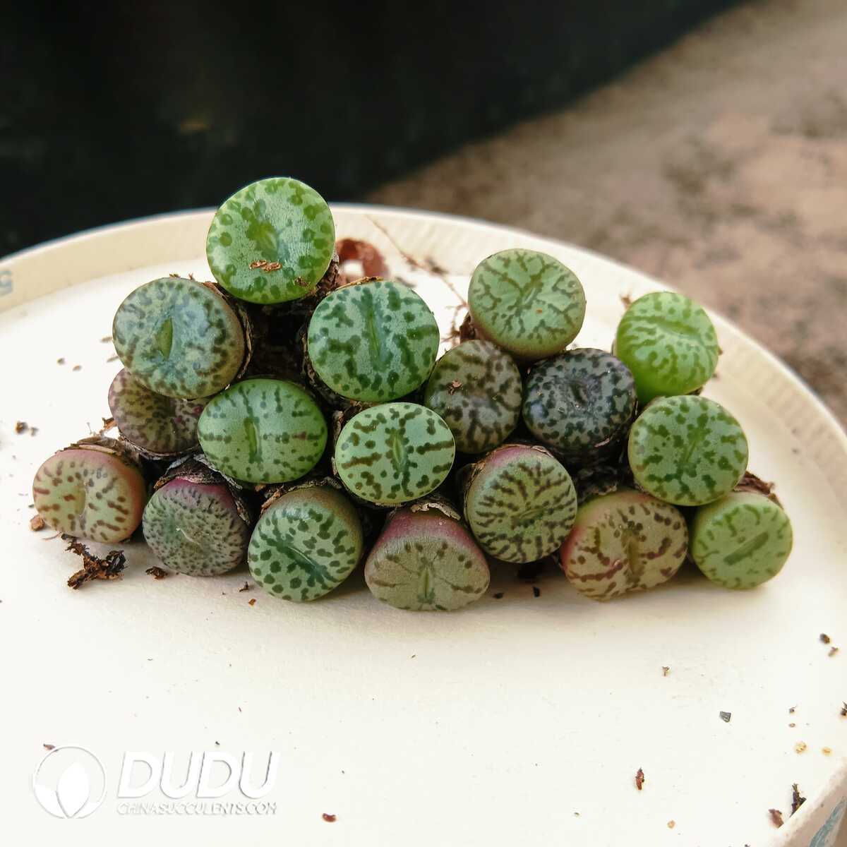 e201-87-2.jpg Conophytum Obcordellum - 画像 (1)