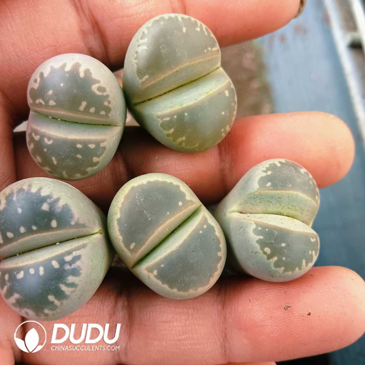 e201-88-2.jpg Lithops Olivacea - 画像 (1)