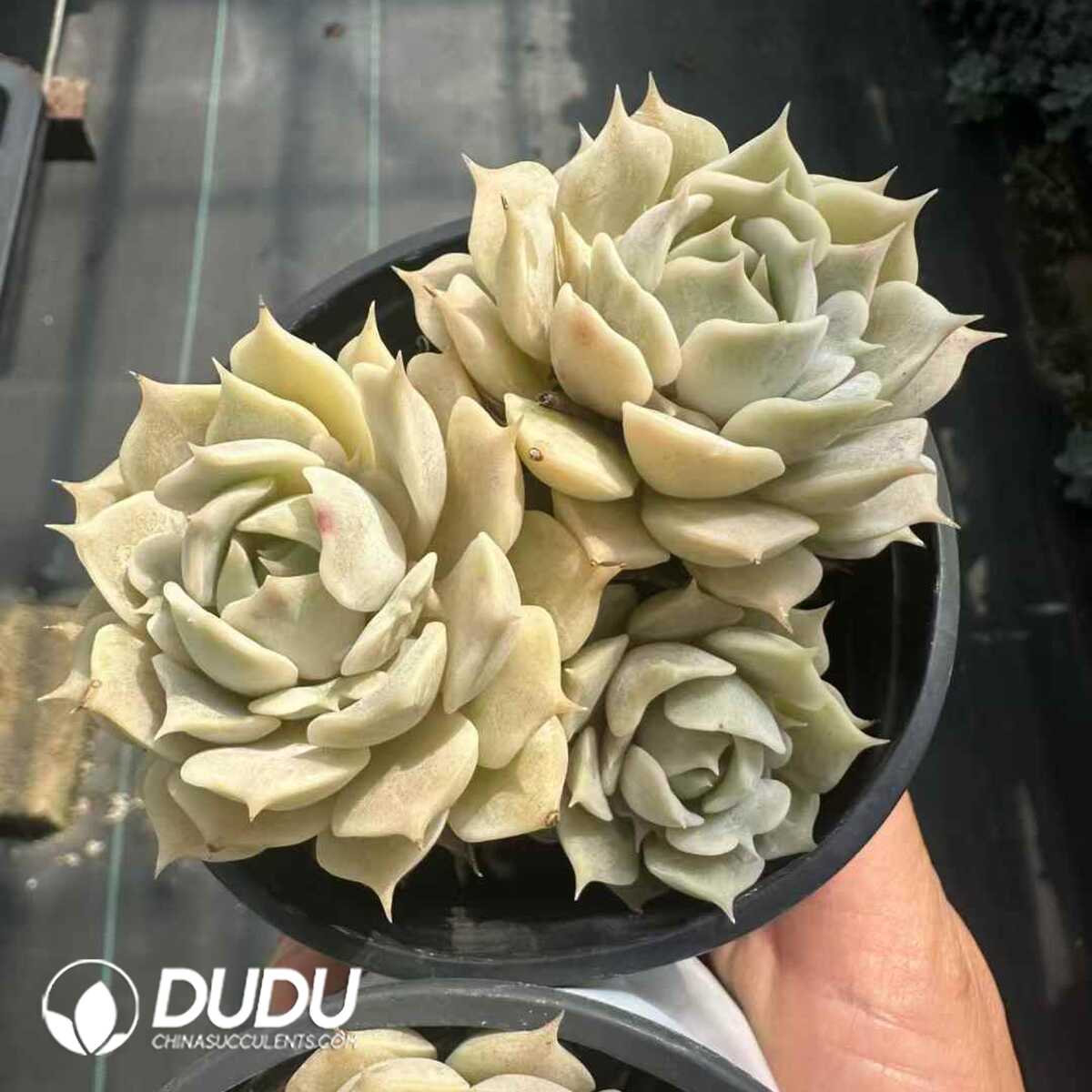 e201-89-1.jpg Echeveria Lola Clustering - 画像 (1)