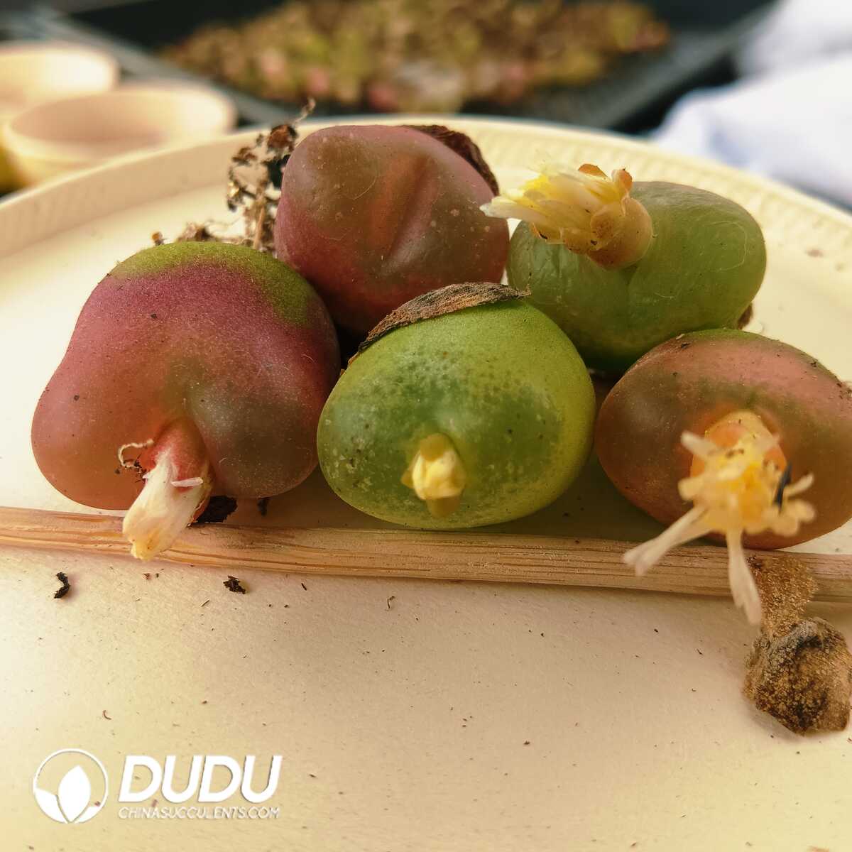 e201-89.jpg Conophytum-Maughanii - 画像 (1)