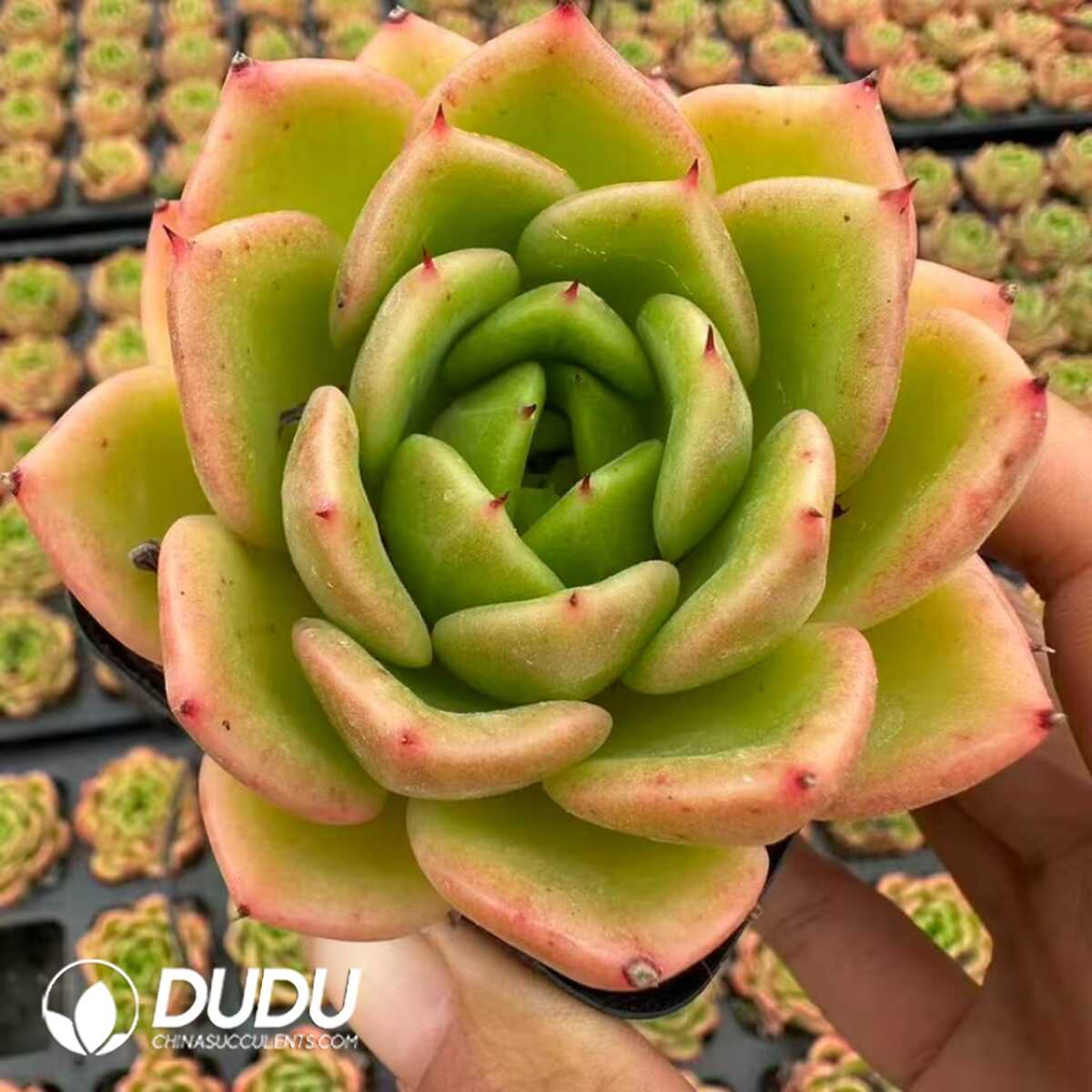 e201-892.jpg Echeveria Lemon Summer - 画像 (1)