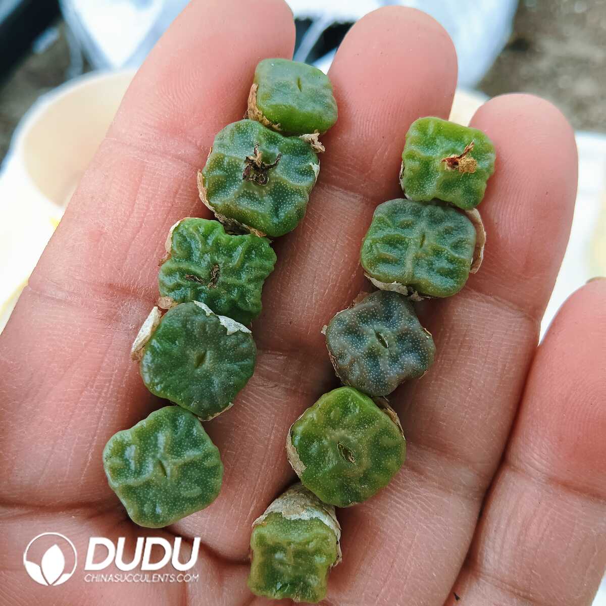 e201-90.jpg Conophytum-Cubicum - 画像 (1)