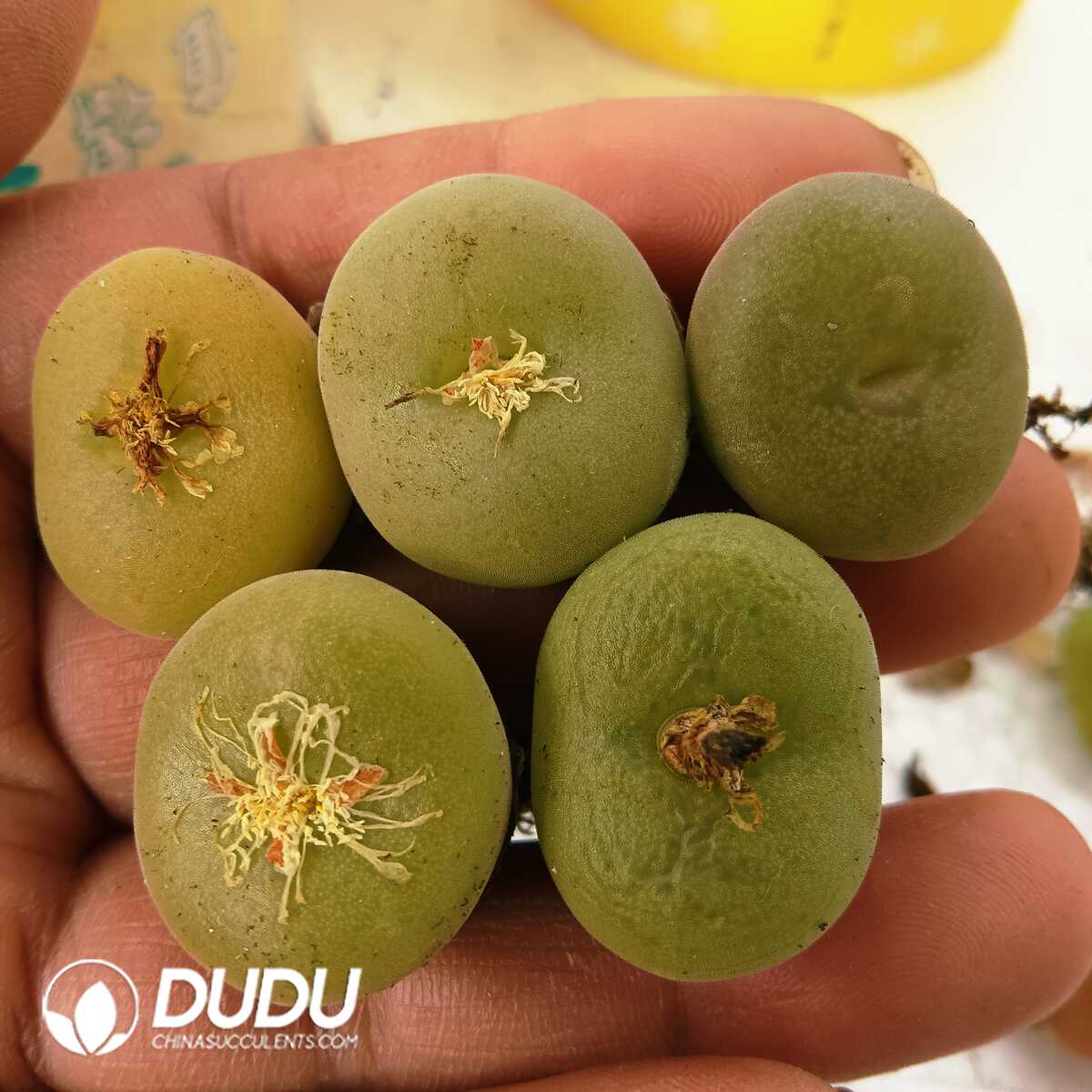 e201-91.jpg Conophytum-Concavum - 画像 (1)