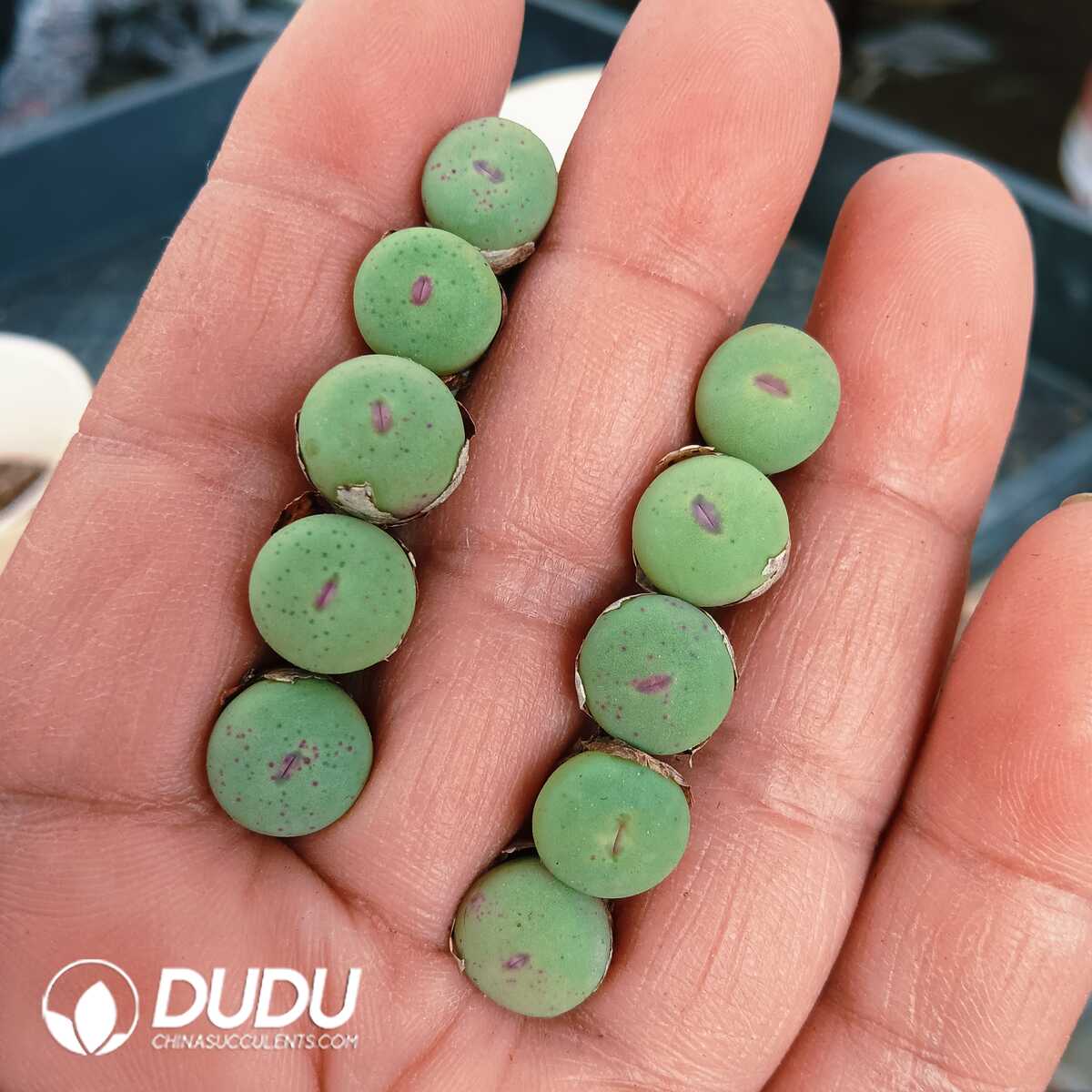 e201-92.jpg Conophytum-Pageae - 画像 (1)