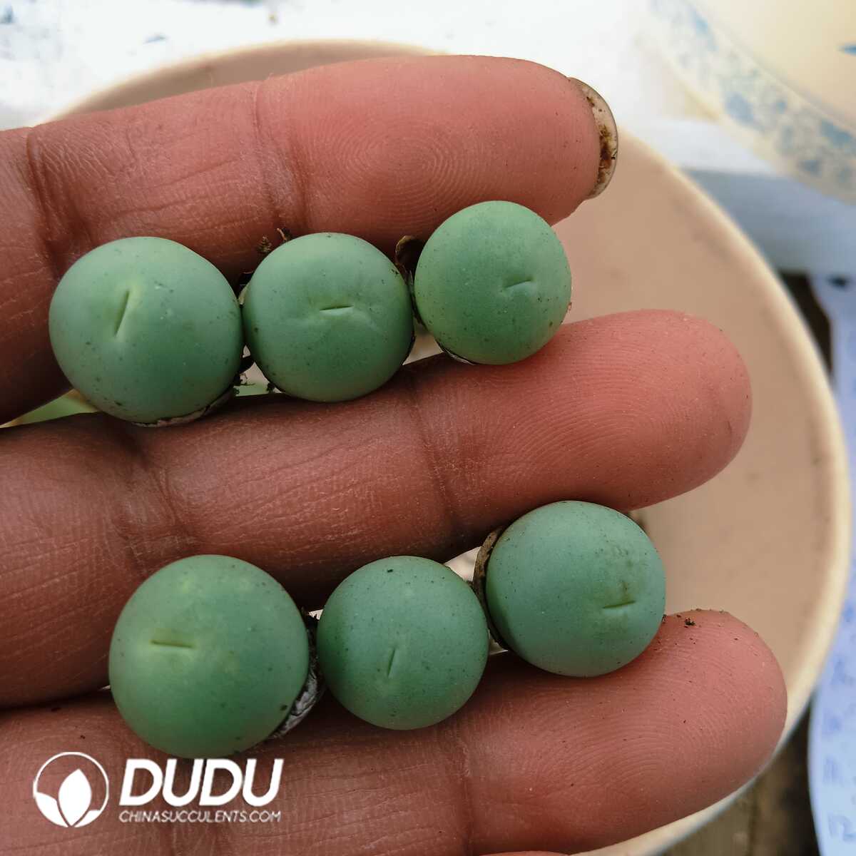 e201-93.jpg Conophytum-Calculus - 画像 (1)