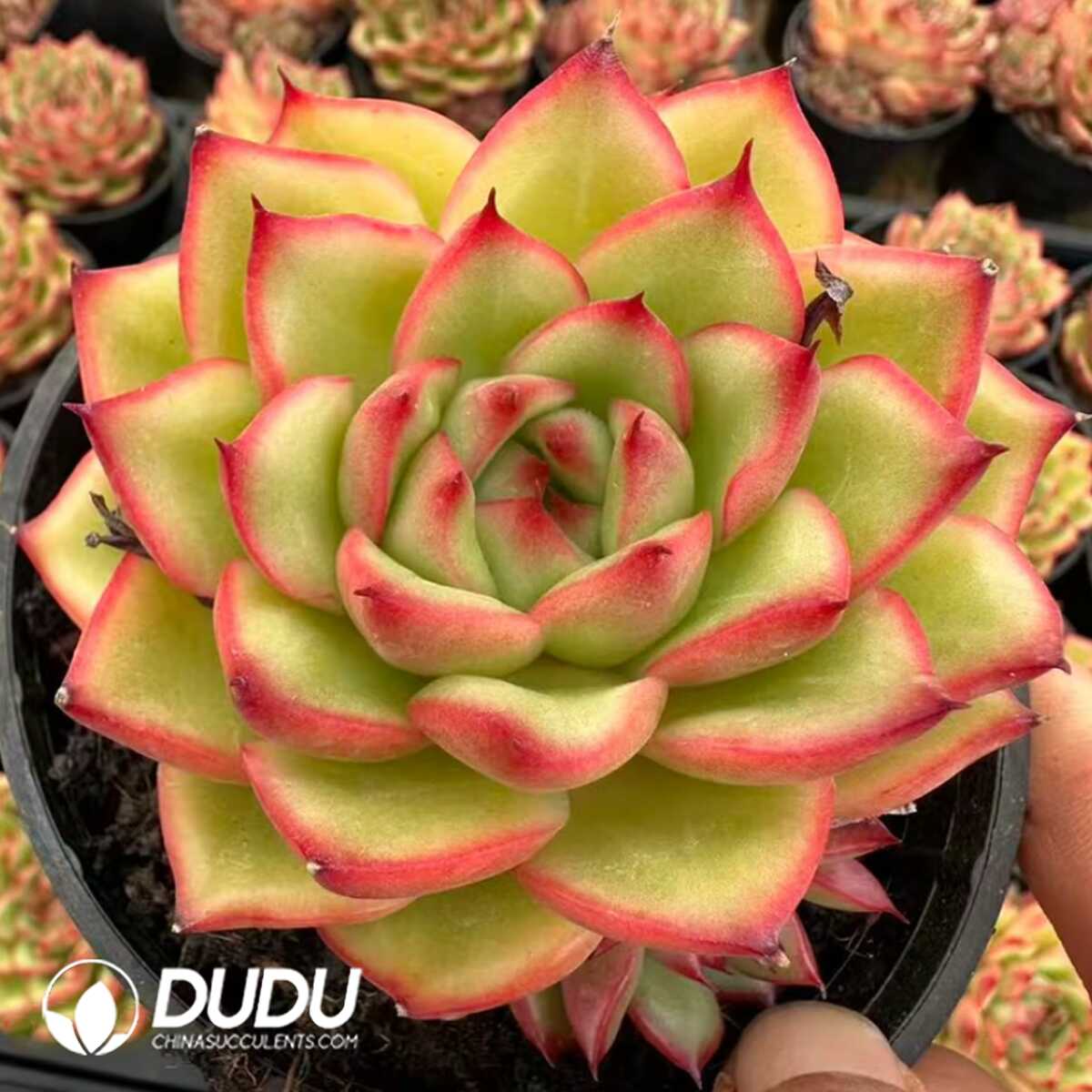 e201-938.jpg Echeveria Rice Fragrance - 画像 (1)