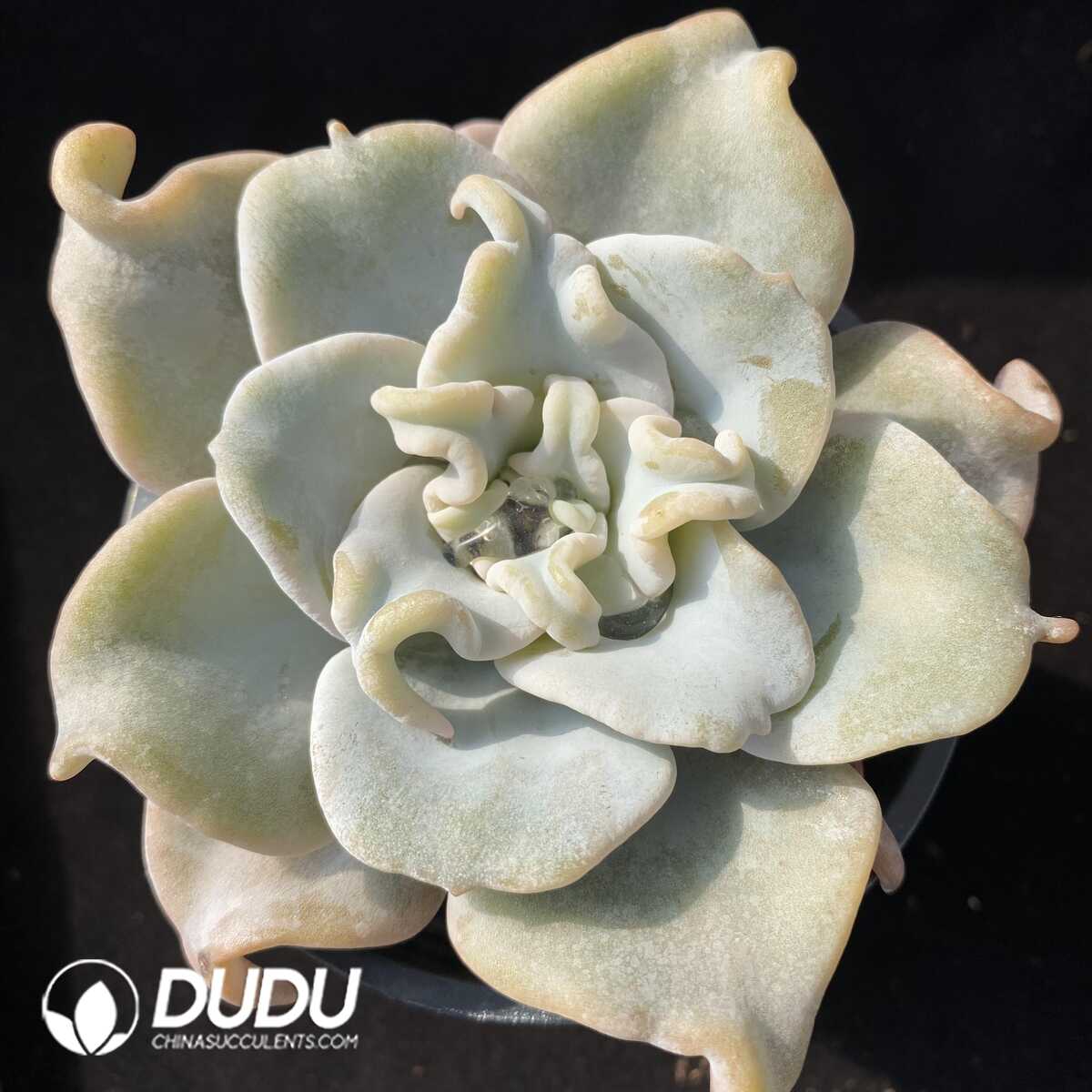 e201-94-1.jpg Echeveria Queen's Crown - 画像 (1)