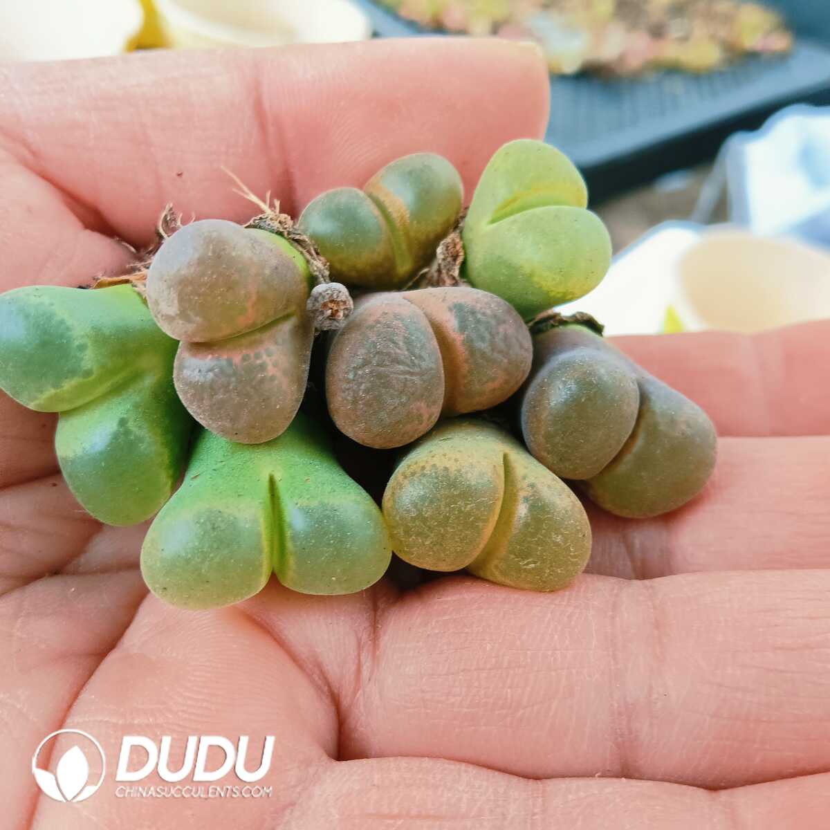 e201-94.jpg Conophytum-Friedrichiae (Dinter) Schwantes - 画像 (1)