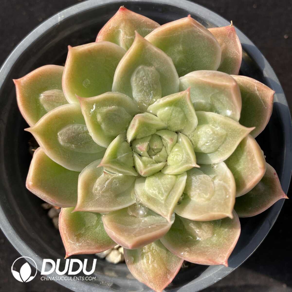 e201-95.jpg Echeveria Doctor Strange - 画像 (1)