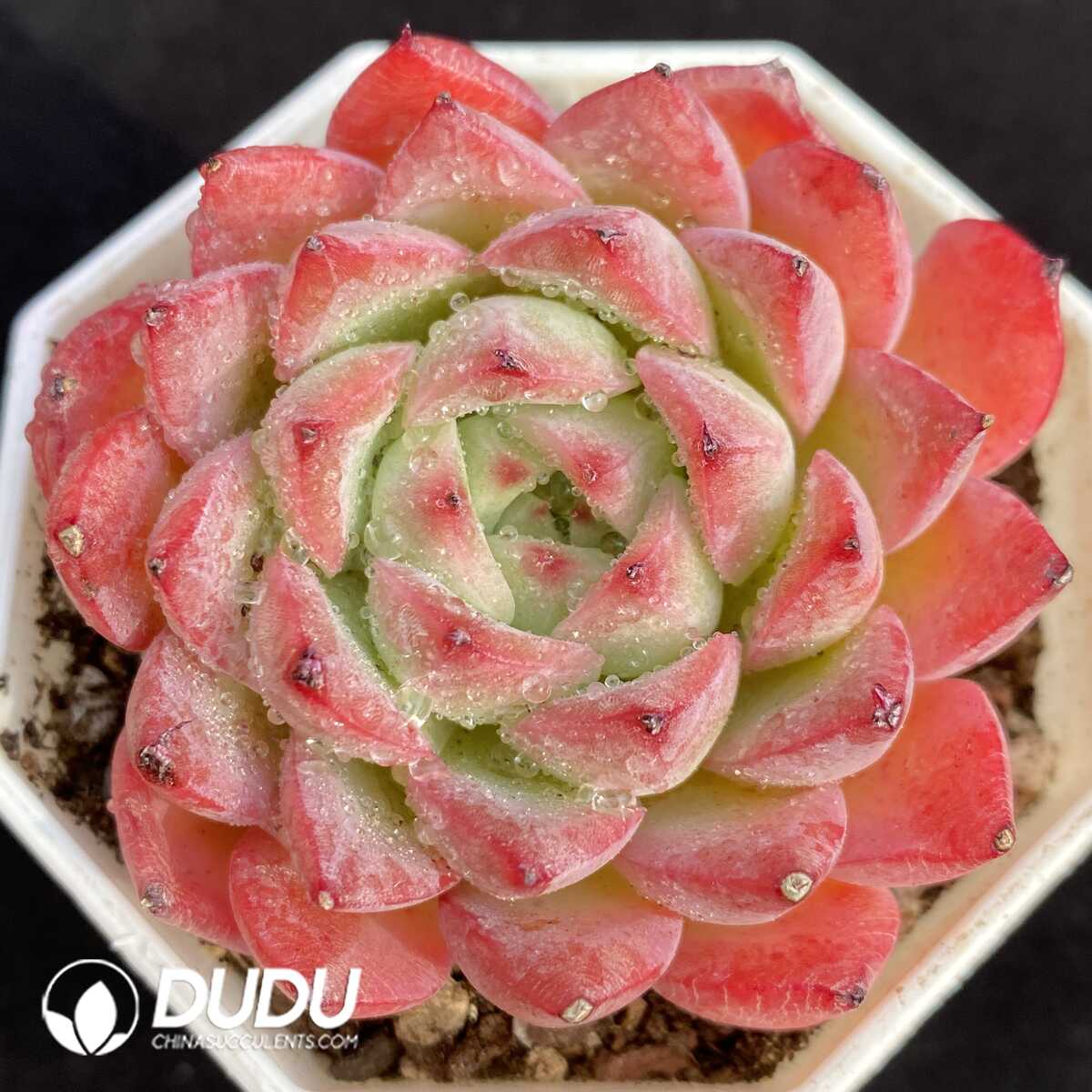 e201-969.jpg Echeveria Wind Love - 画像 (1)