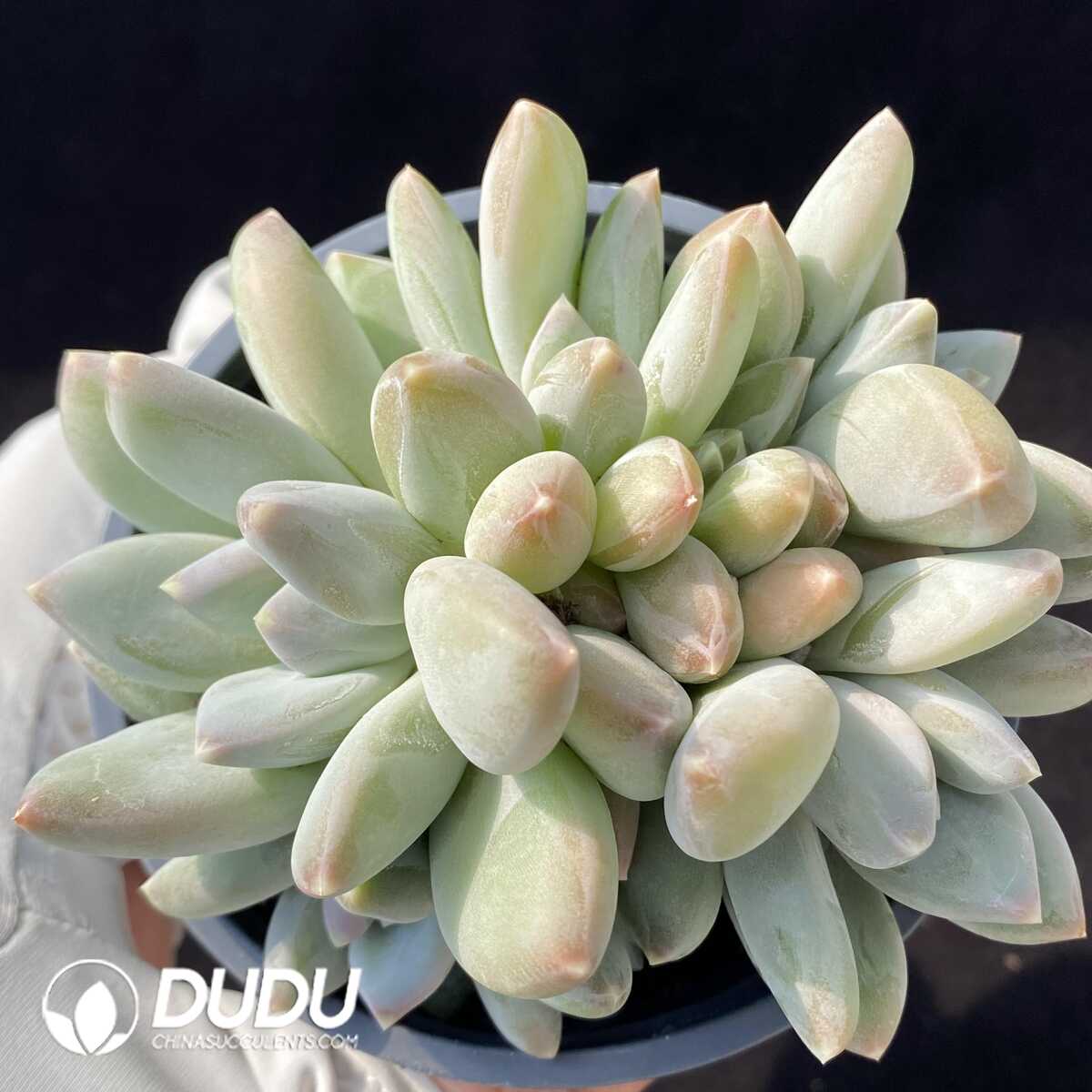 e201-97-1.jpg Pachyphytum Beauty Liv Clustering - 画像 (1)