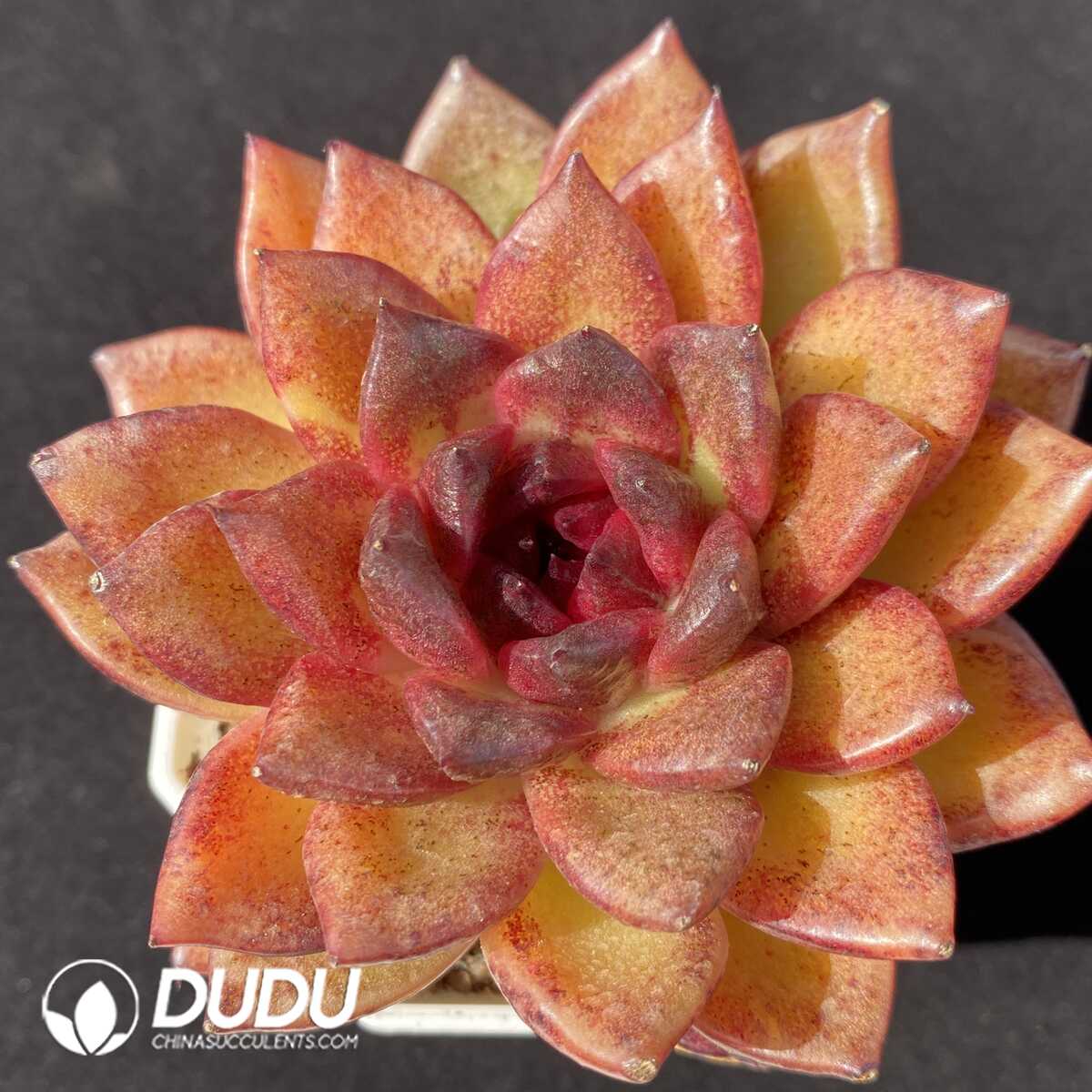 e201-972.jpg Echeveria Xuanfeng - 画像 (1)