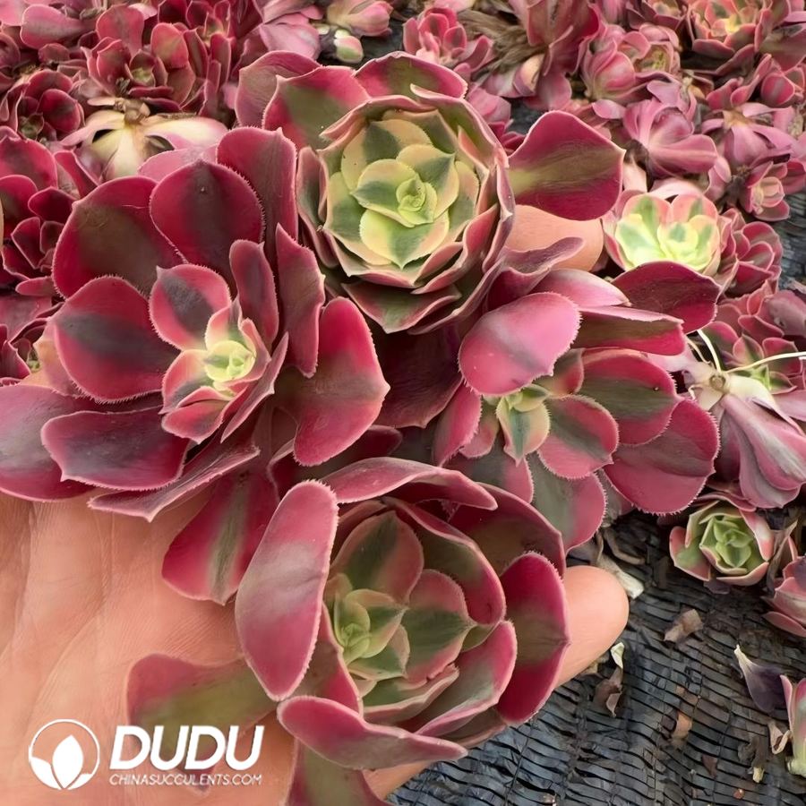00557D30 500pcs Aeonium Pink Witch Cuttings - 画像 (1)