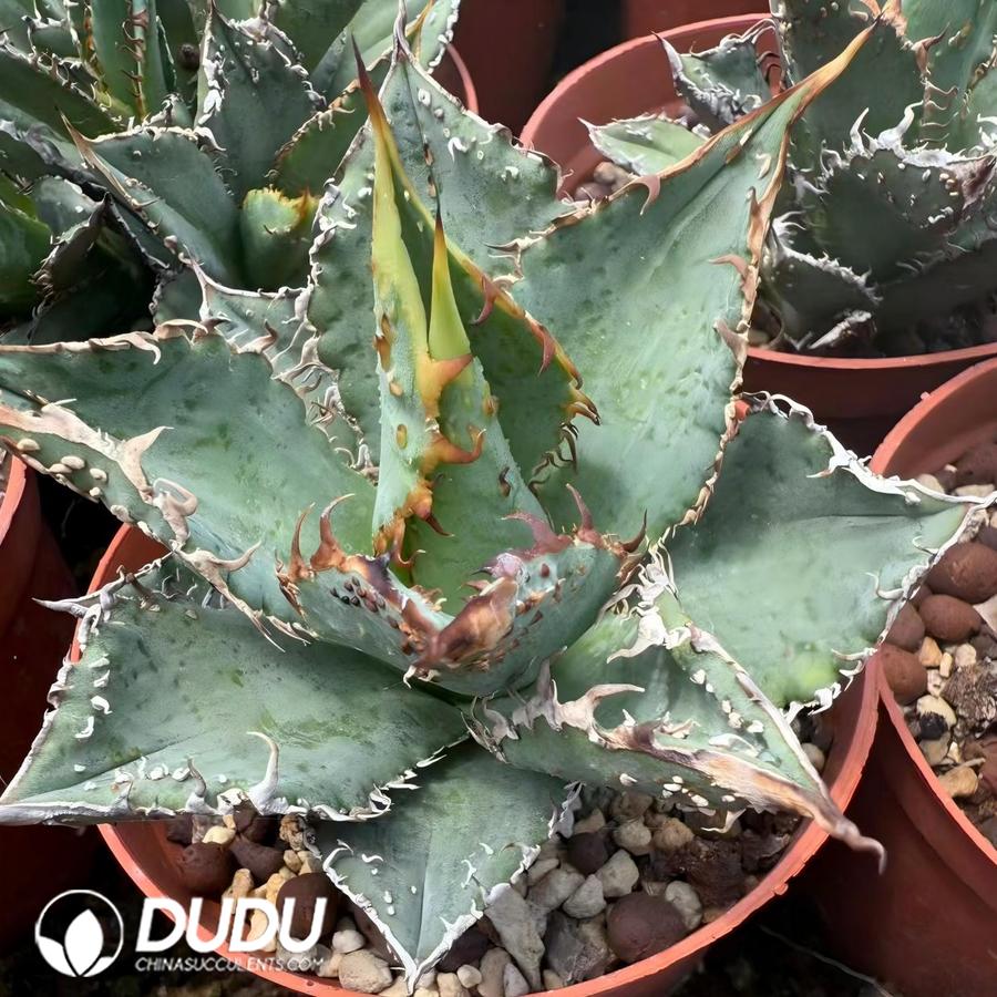 00807D50(1) Agave Titanota Golden Toad - 画像 (1)
