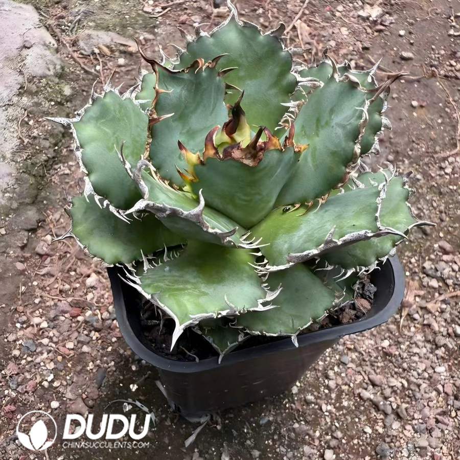 00819D90 Agave bovicornuta - 画像 (1)