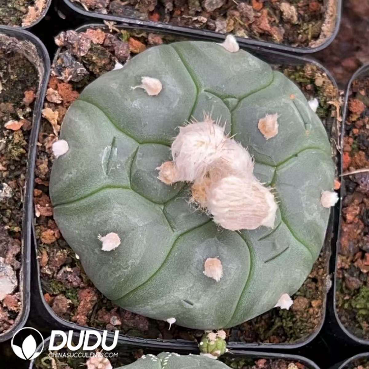 01224D65 (1) (Seed Grown)Cactus-Astrophytum Asterias Kikko - 画像 (1)