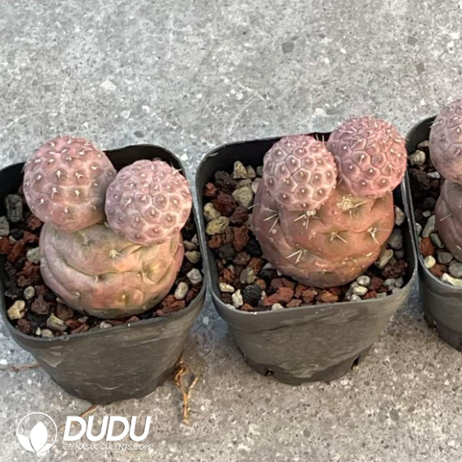01248D65 Tephrocactus geometricus Purple Mickey - 画像 (1)