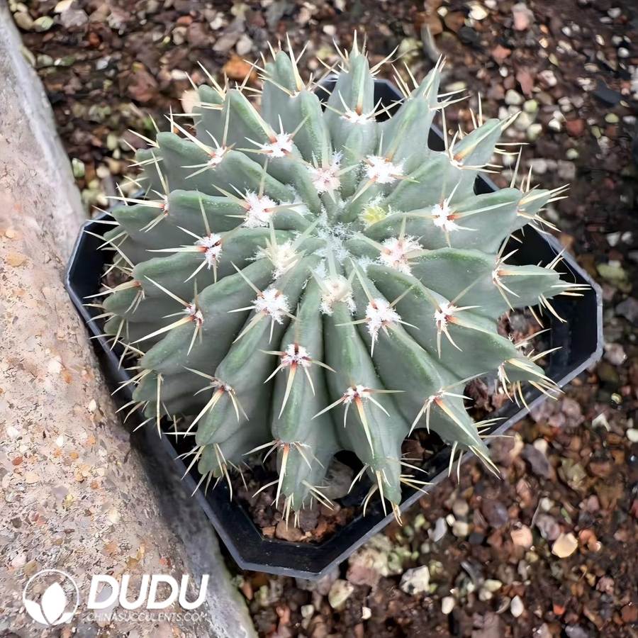 01507D40 (Seed Grown)Parodia buiningii - 画像 (1)