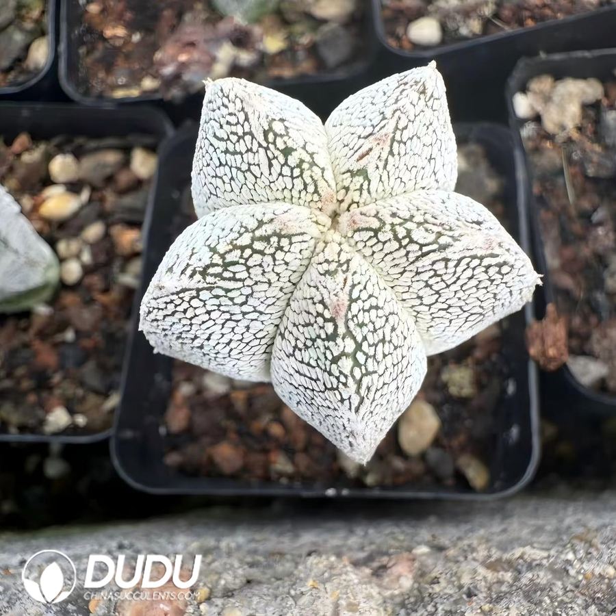 01518D25(1) (Seed Grown)Astrophytum myriostigma 'Onzuka' - 画像 (1)