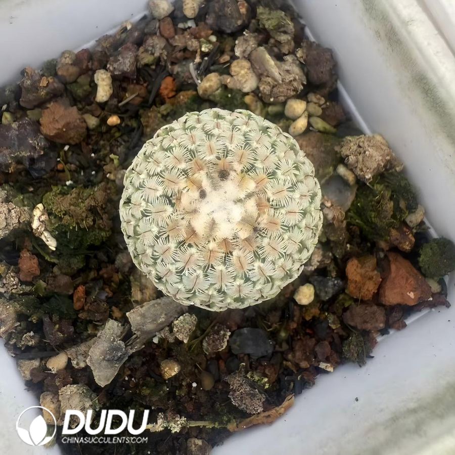 01540D30 (Seed Grown)Tubinicarpus.pseudopectinatus - 画像 (1)