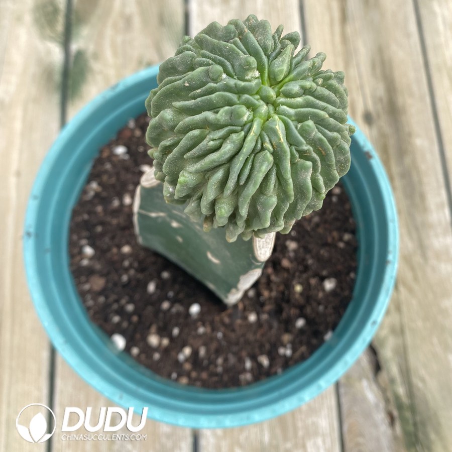 01708D70 (Grafted)Stenocactus multicostatus - 画像 (1)