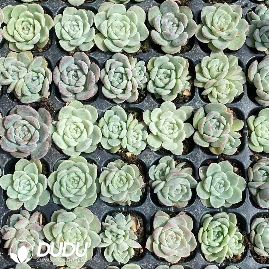 02910D30 105pcs Echeveria Beautiful Dream Seedlings - 画像 (1)
