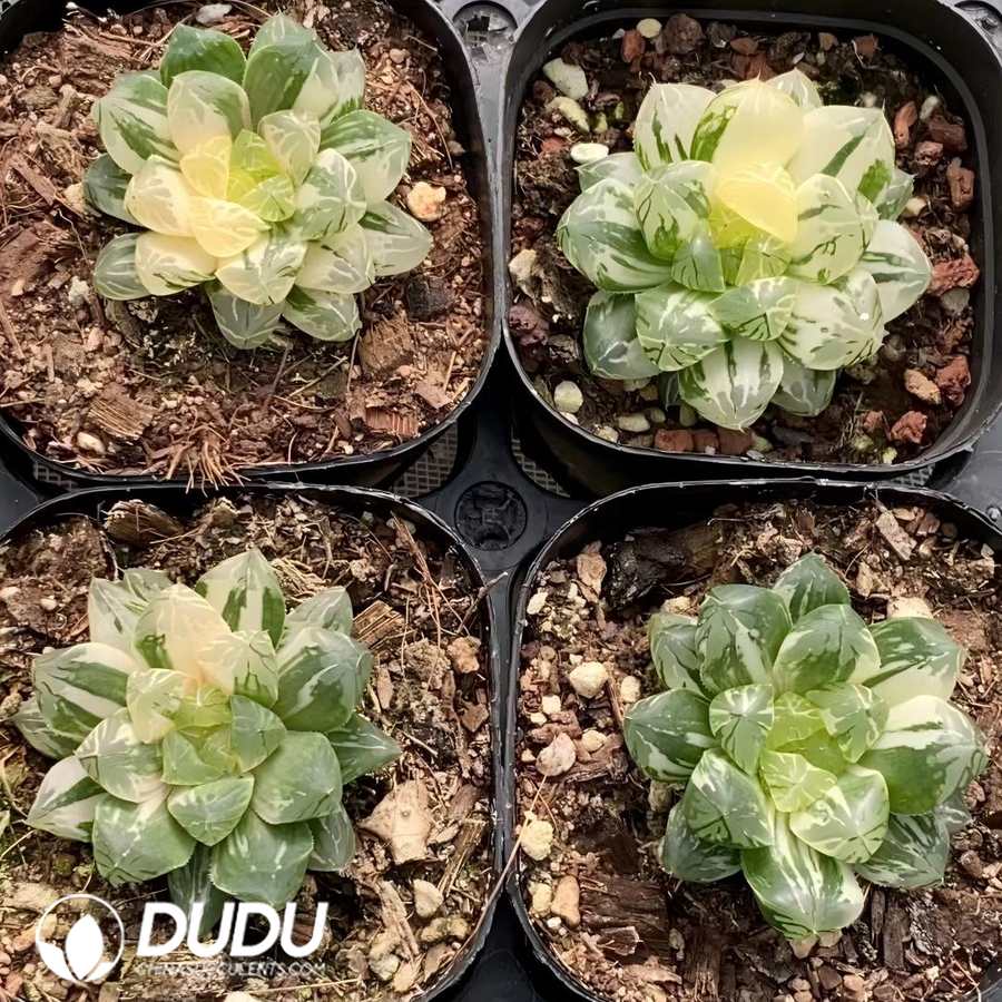 06174D65 Haworthia Red Mansion - 画像 (1)