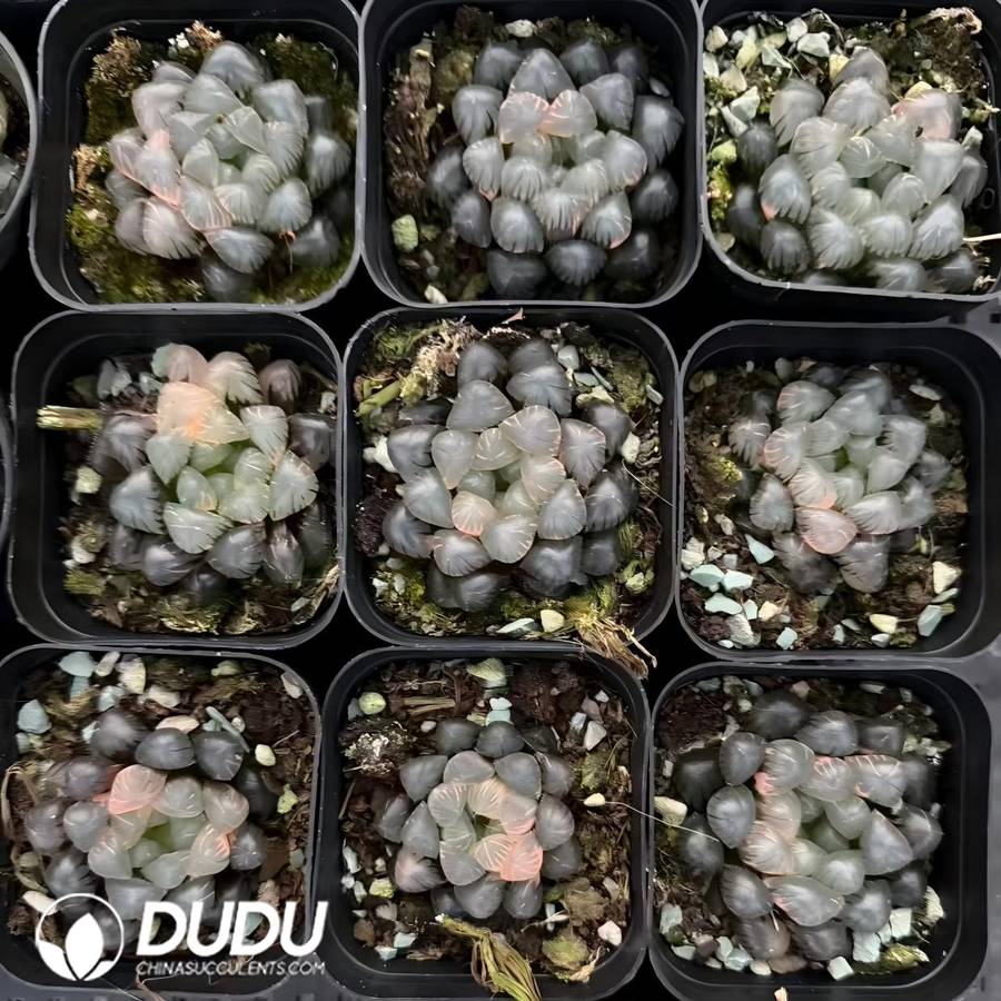 06266D60 Haworthia attenuata var. clariperla - 画像 (1)