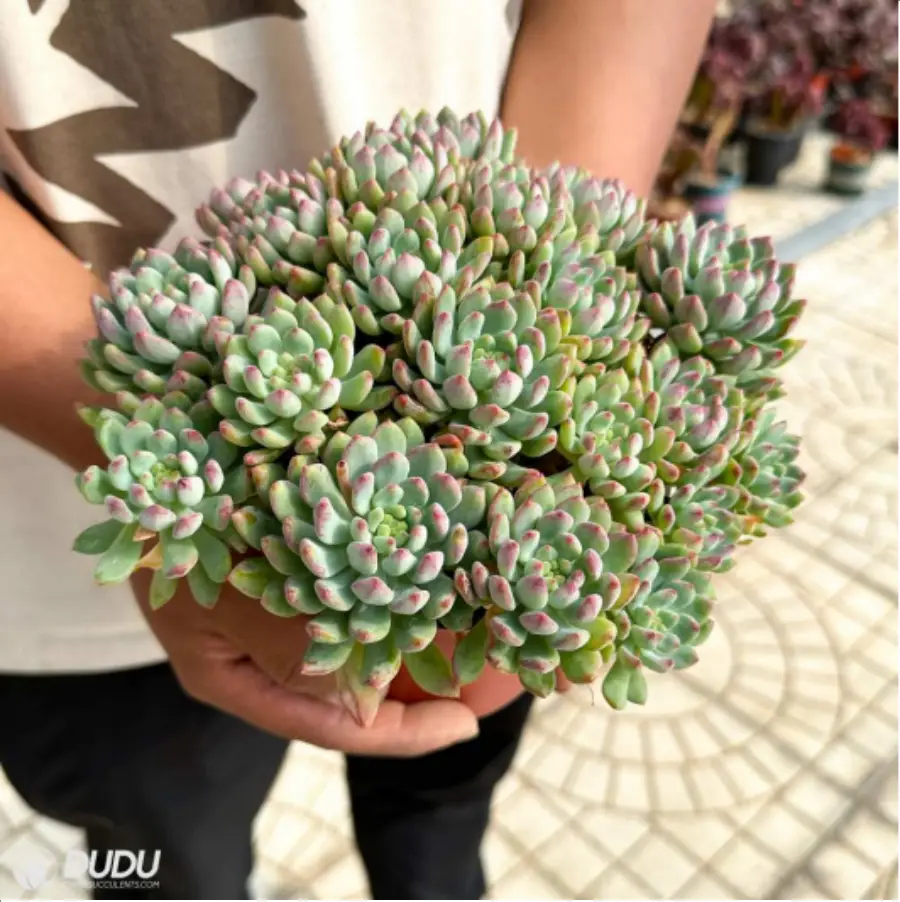 1756114789-1-2561.webp (Scattered)Sedum Blue Elf Clustering - 画像 (1)
