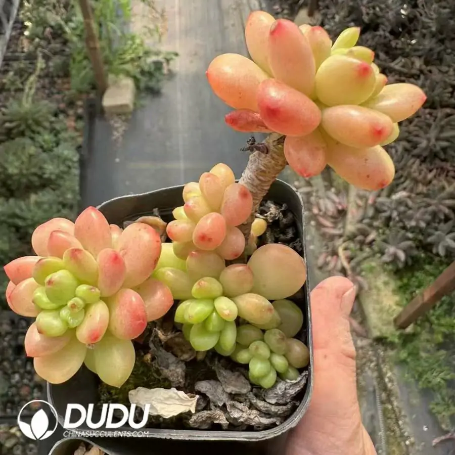 1756124973-1743661496-e201.webp Sedum Shangri La Clustering - 画像 (1)