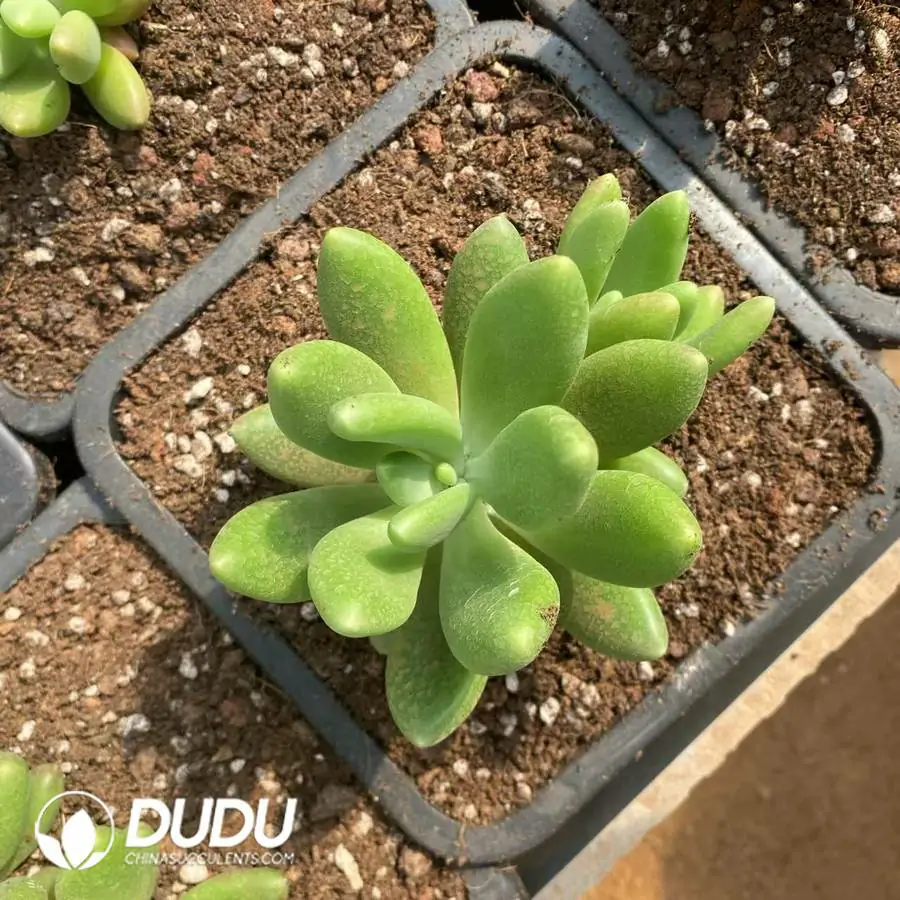 1756126893-1745217439-e201.webp Pachyphytum Pandora Double Heads - 画像 (1)