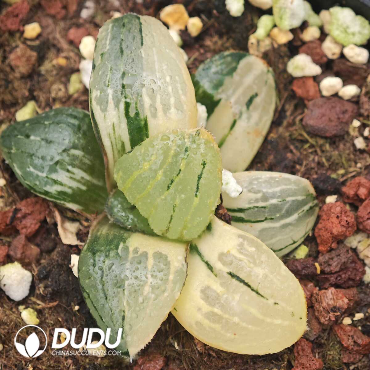 1756129632-1750041184-e201.jpg Haworthia springbokvlakensis Variegated - 画像 (1)