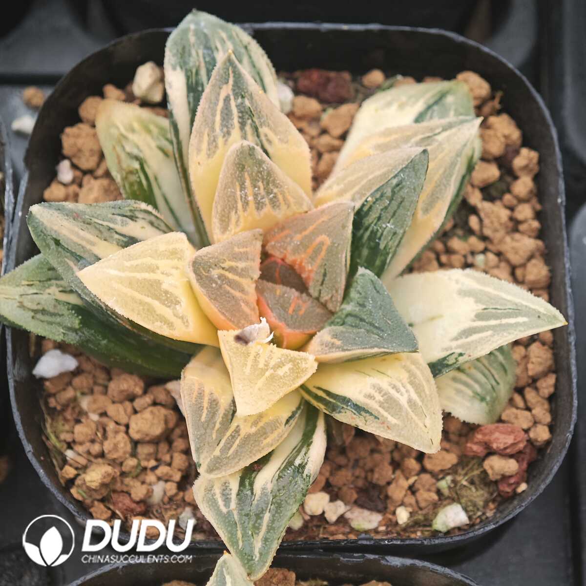 1756129660-1750041257-e201.jpg Haworthia Pubescens M.B.Bayer Variegated - 画像 (1)