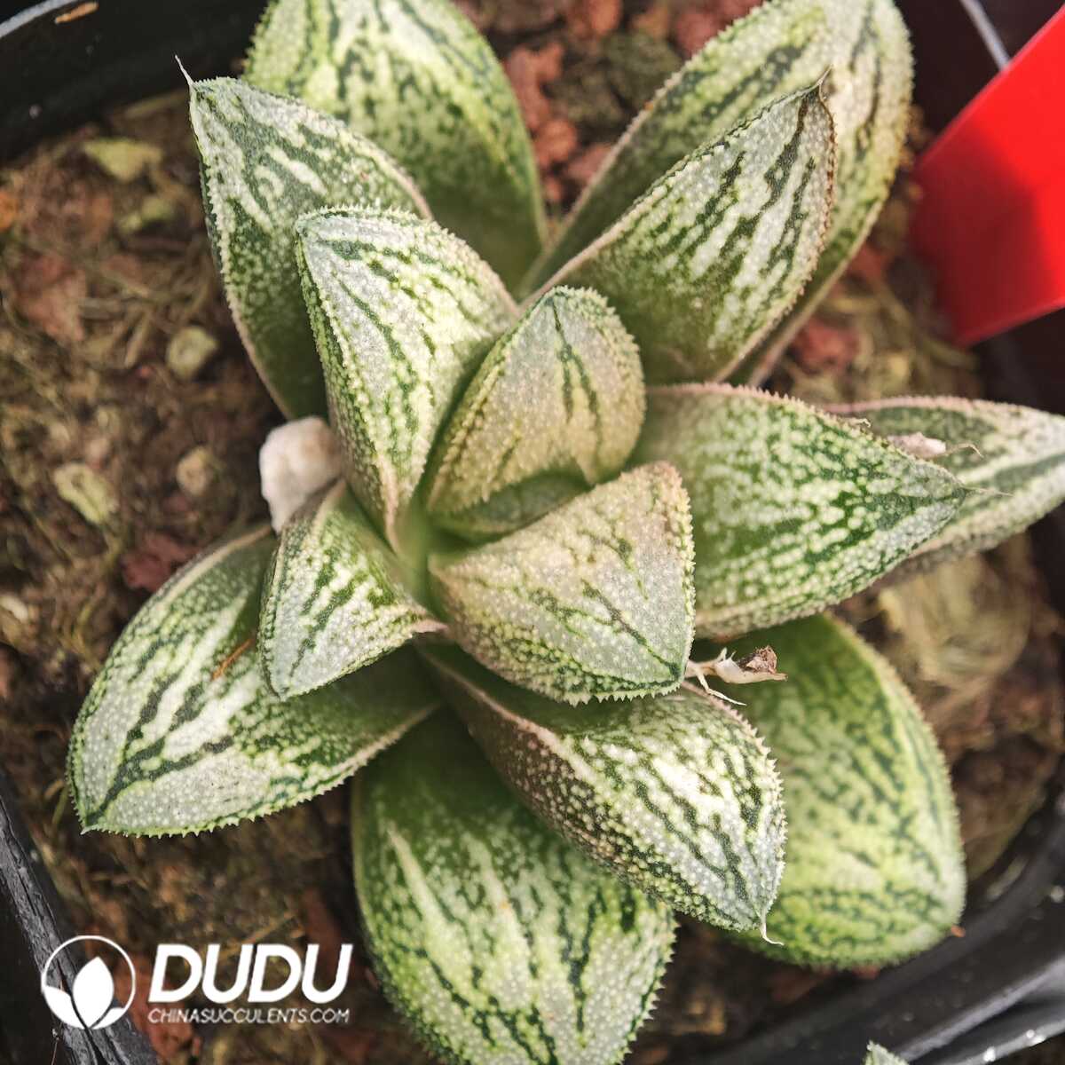 1756129685-1750041320-e201.jpg Haworthia White Snake - 画像 (1)